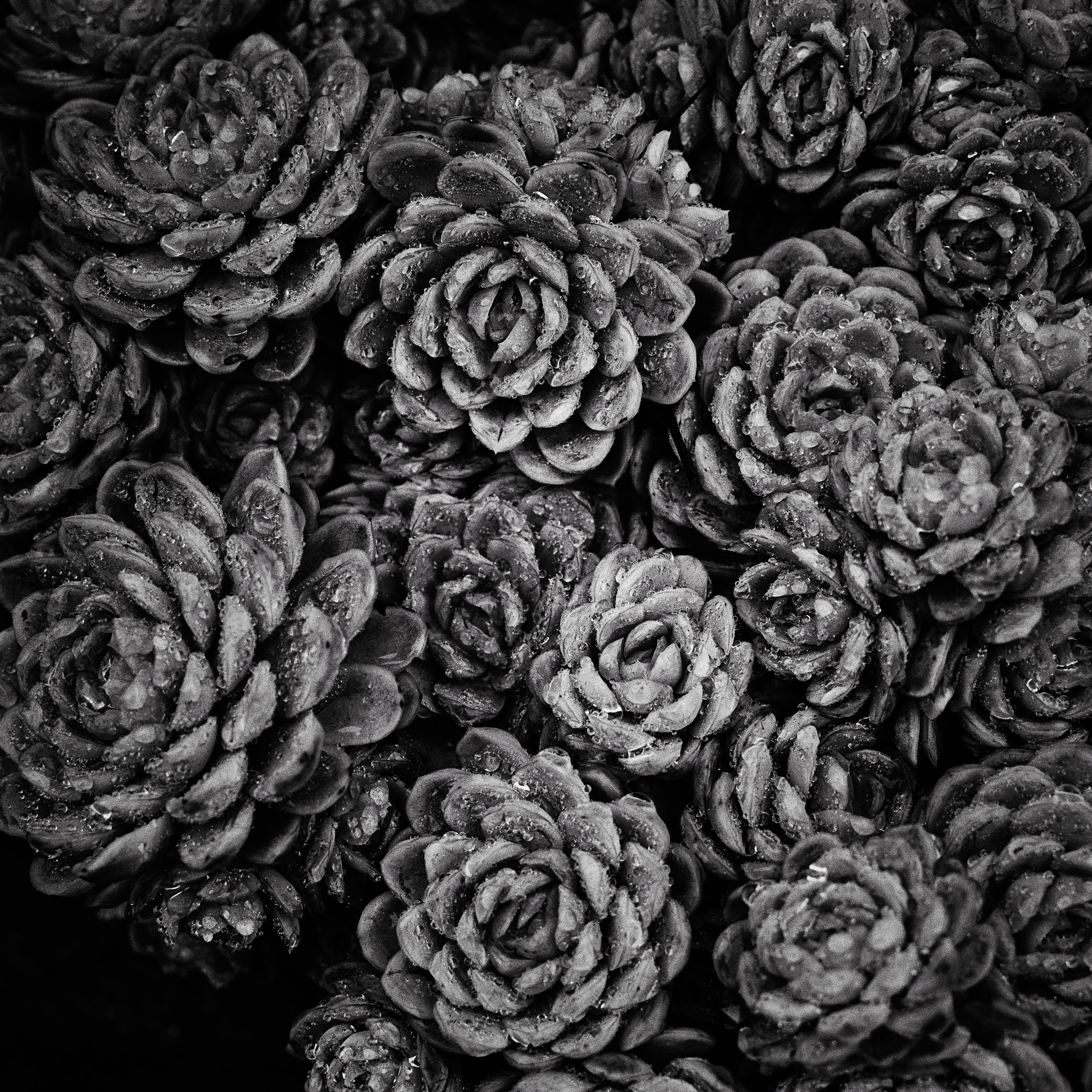 close up of succulent plant, shot on Kentmere 100 by Emmanuel Pineau