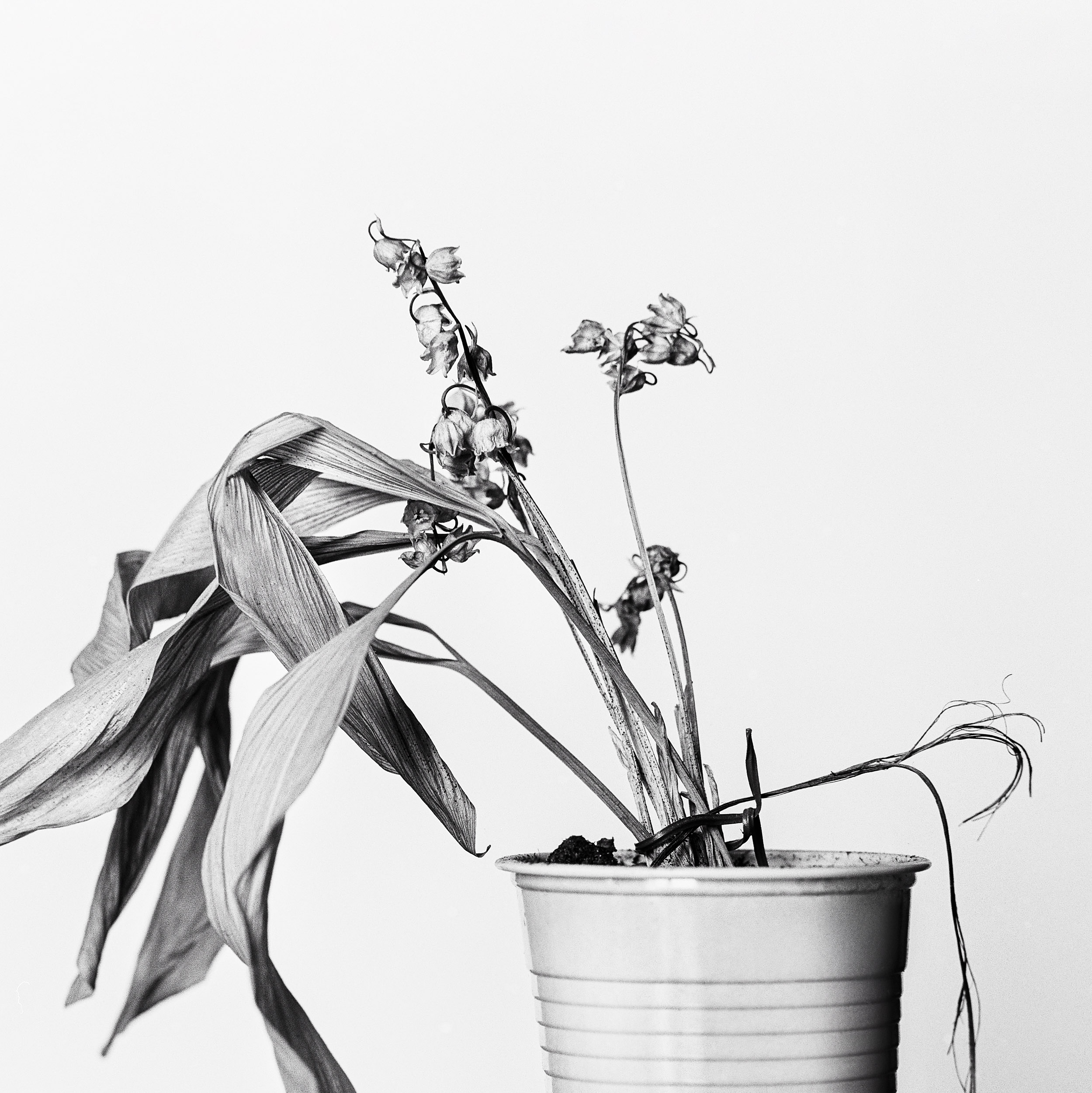 close up of dried out lily of the valley, shot on Kentmere 100 by Emmanuel Pineau