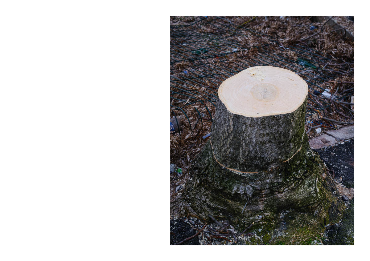 The stump of a recently cut-down tree in a street in Montreuil, from the series I will be around by Emmanuel Pineau