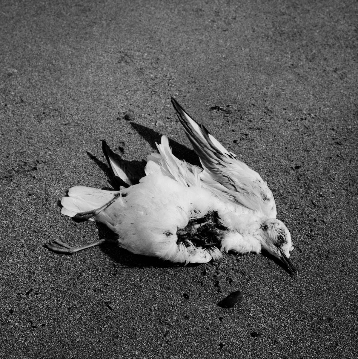 A dead seagull abandoned on the sand of a beach in Brittany, from the series Les limites du territoire by Emmanuel Pineau
