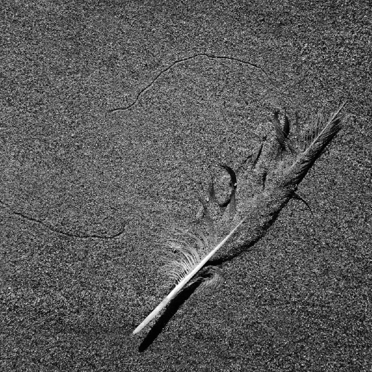 Extreme close-up of a feather on the sand of a beach in Brittany, from the series Les limites du territoire by Emmanuel Pineau