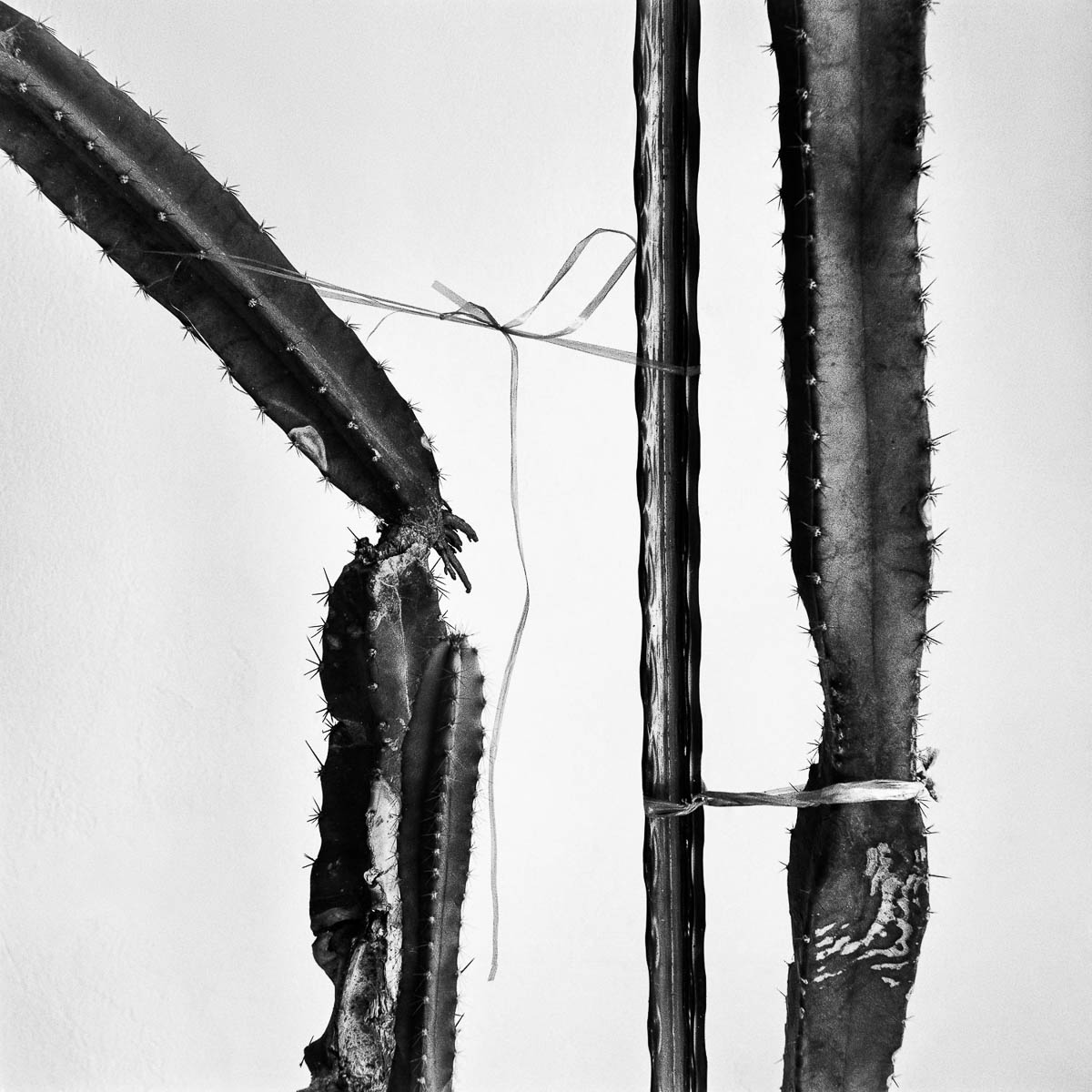 Abstract composition with a cactus held by a string, from the series Les limites du territoire by Emmanuel Pineau
