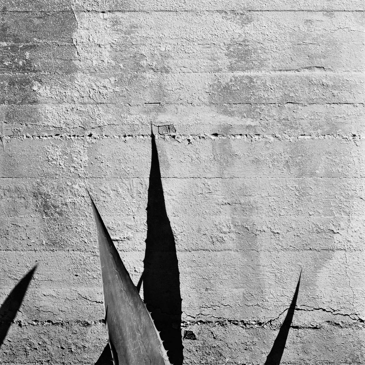 Abstract composition with a giant aloe vera plant in front of a concrete wall, from the series Les limites du territoire by Emmanuel Pineau