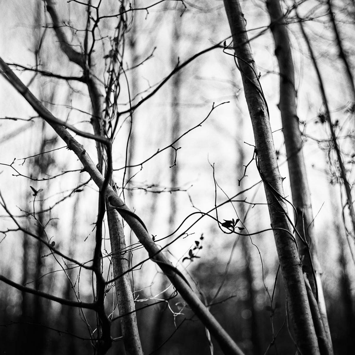 Abstract composition with the branches of a shrub in a winter forest, from the series Les limites du territoire by Emmanuel Pineau