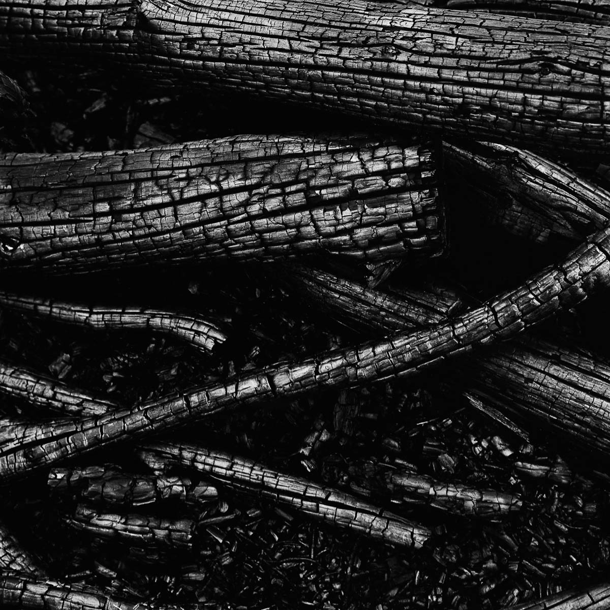Abstract composition with tree branches charred by fire, from the series Les limites du territoire by Emmanuel Pineau