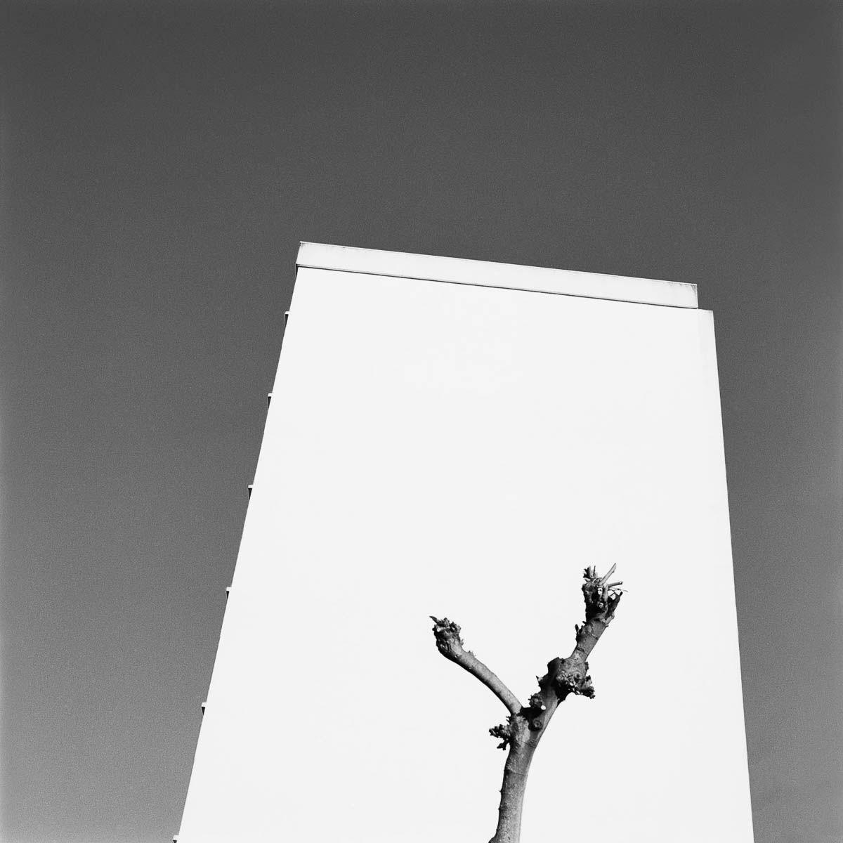 A recently pruned tree in front of a white building in Cholet, from the series Les limites du territoire by Emmanuel Pineau