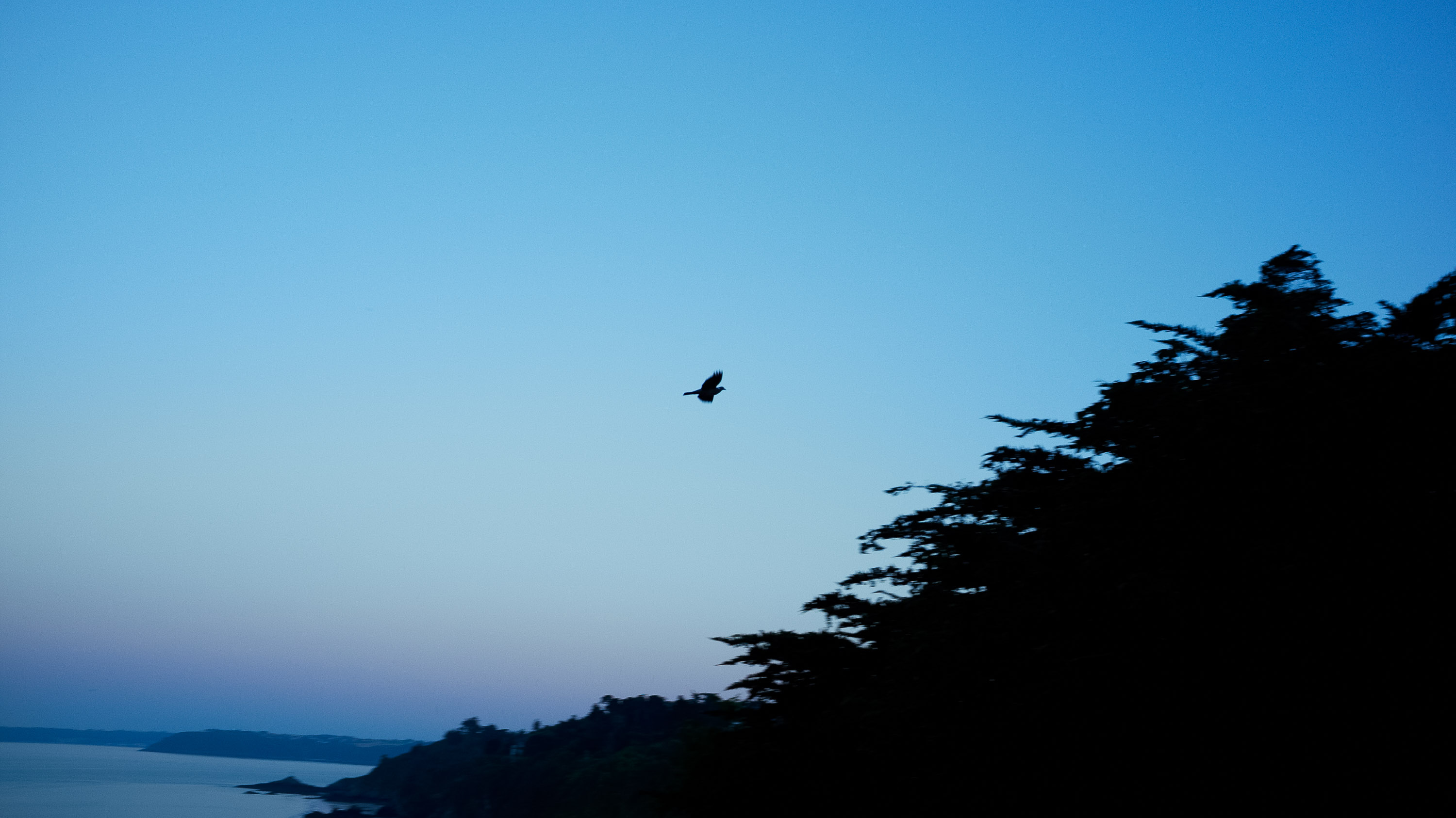bird flying over the bay and the end of the day, from the series everything must go, by Emmanuel Pineau