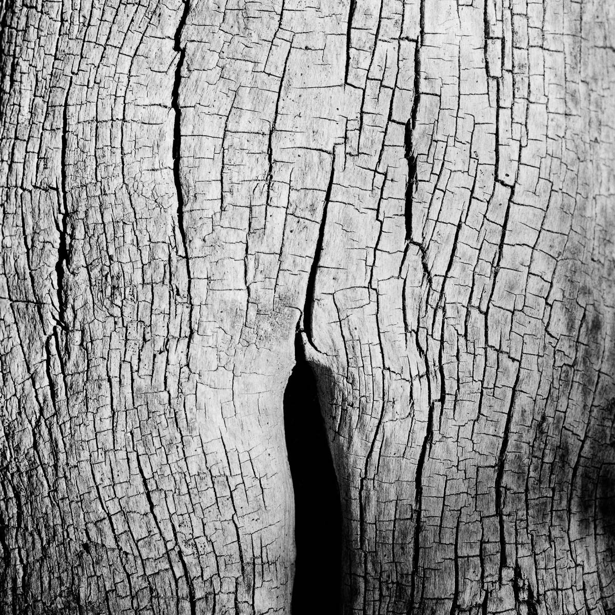 Close-up of a tree trunk without bark, from the series One piece of my mind by Emmanuel Pineau