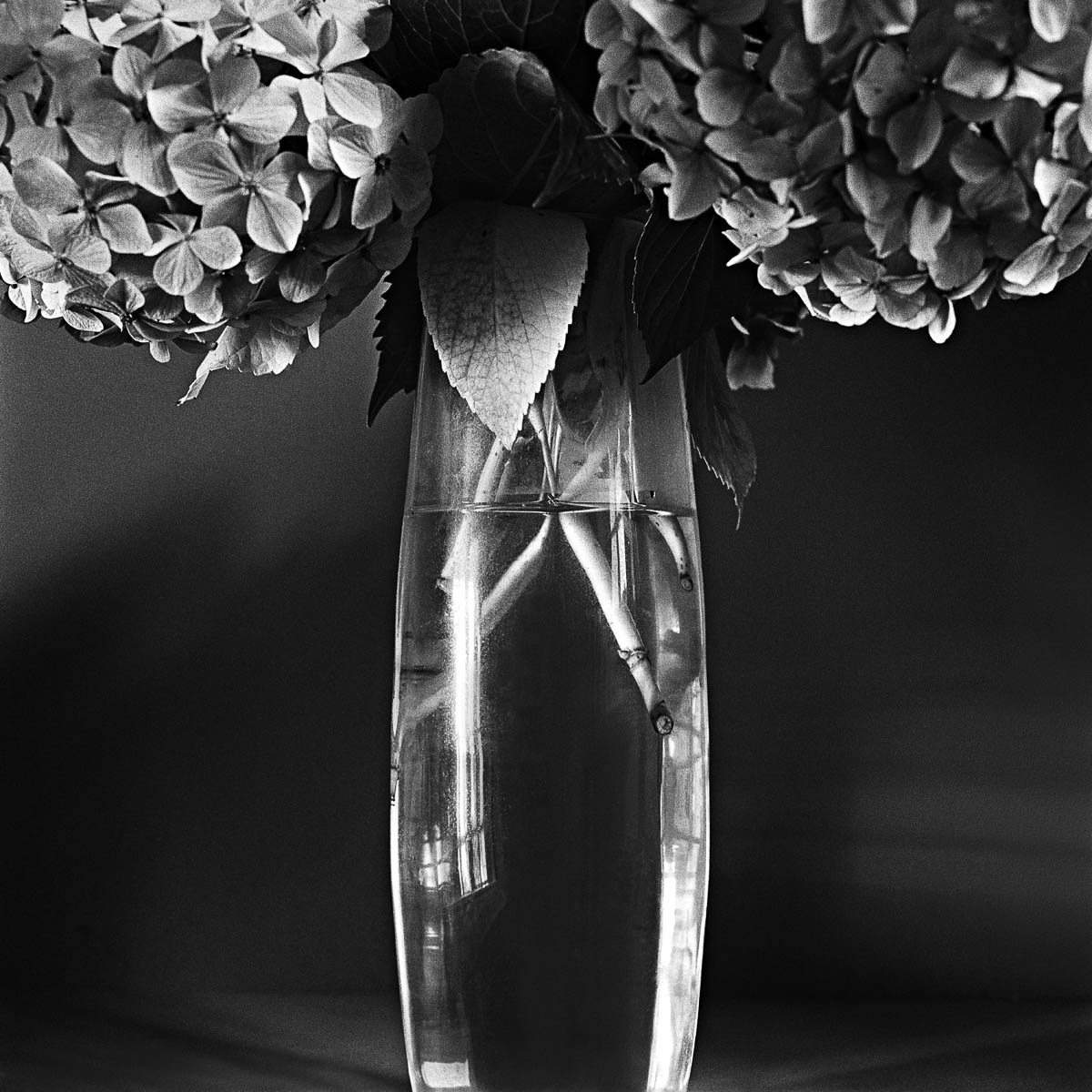 Still life with two hydrangea flowers in a vintage vase, from the series One piece of my mind by Emmanuel Pineau