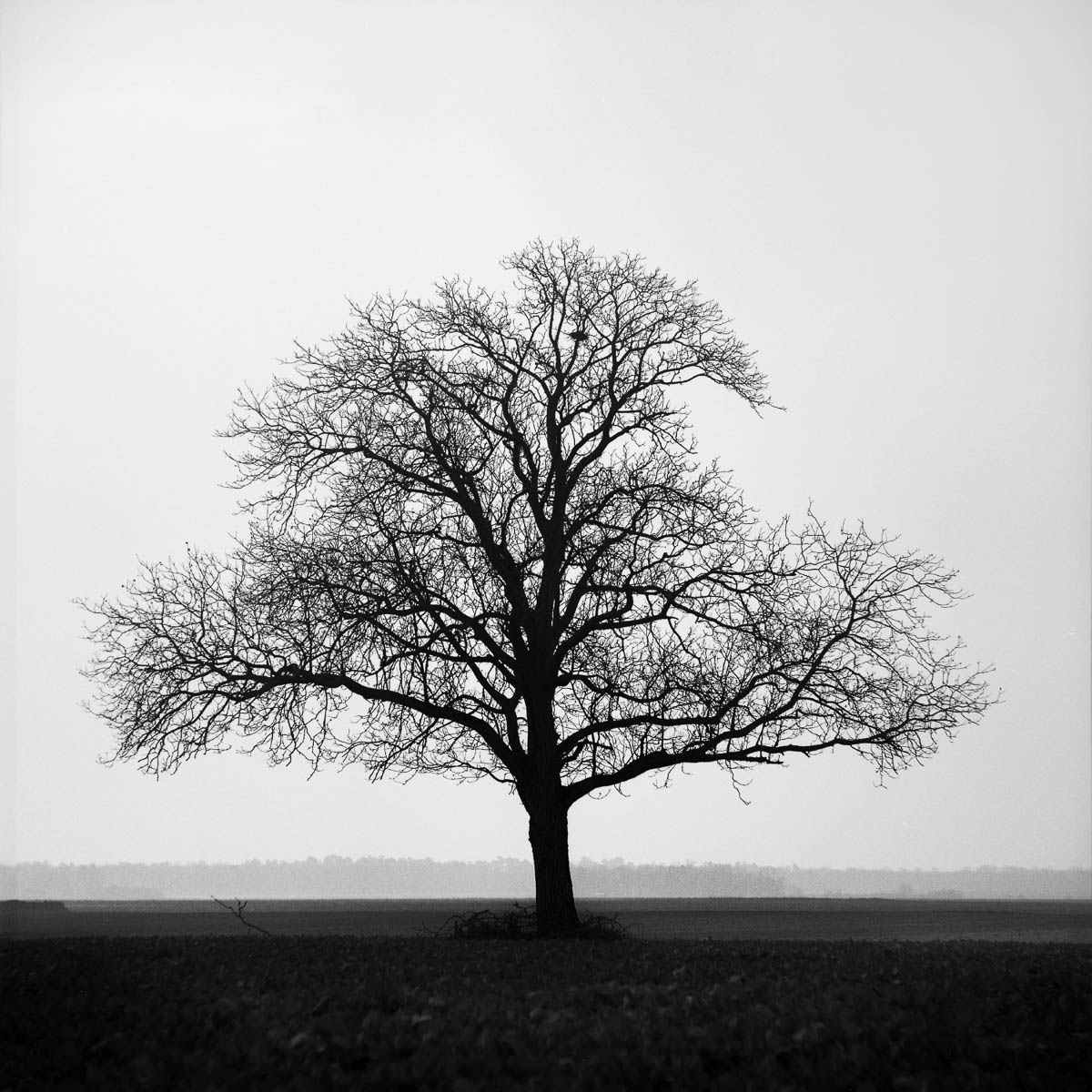 A lone tree backlit on a winter day, from the series One piece of my mind by Emmanuel Pineau