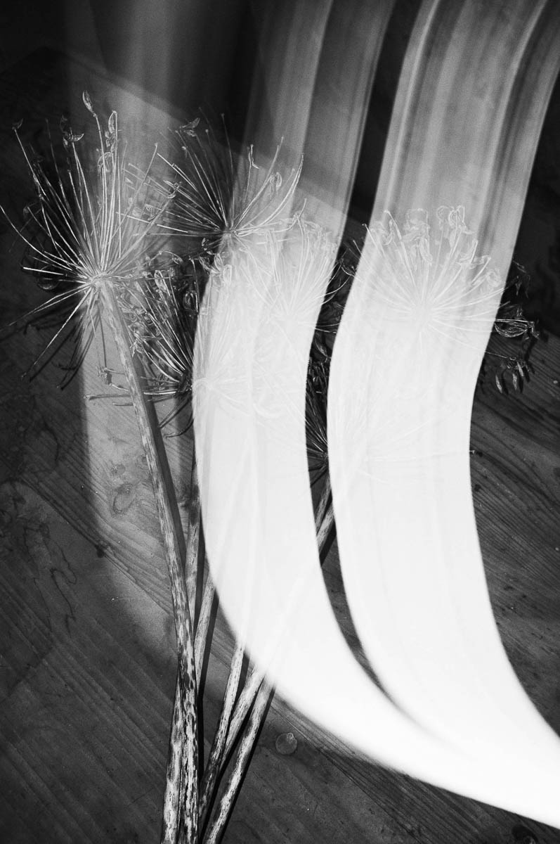 Close-up of a bouquet of dried flowers placed on a parquet floor with a light painting effect, from the series Out of disorders by Emmanuel Pineau