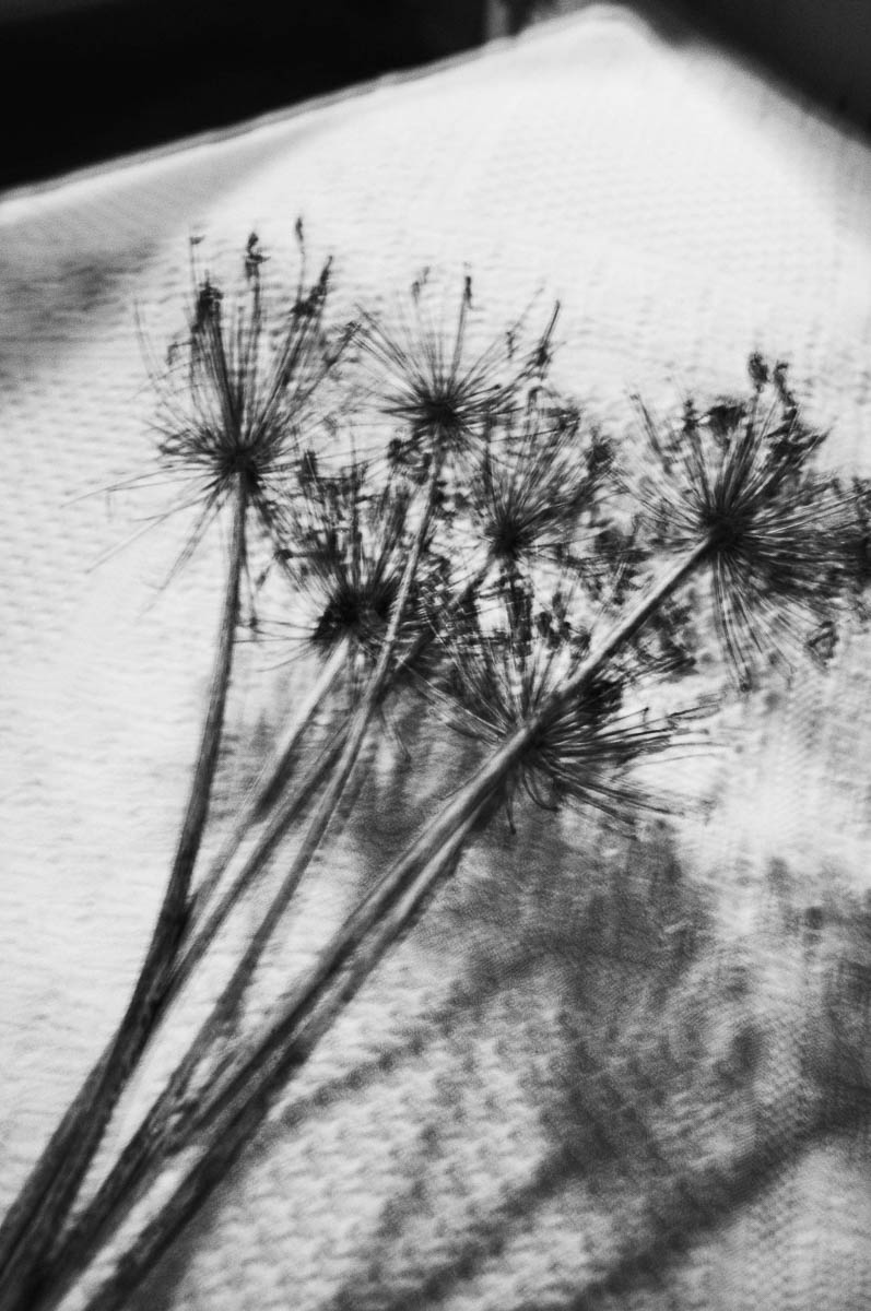 Blurry dried flowers placed on a bed, from the series Out of disorders by Emmanuel Pineau