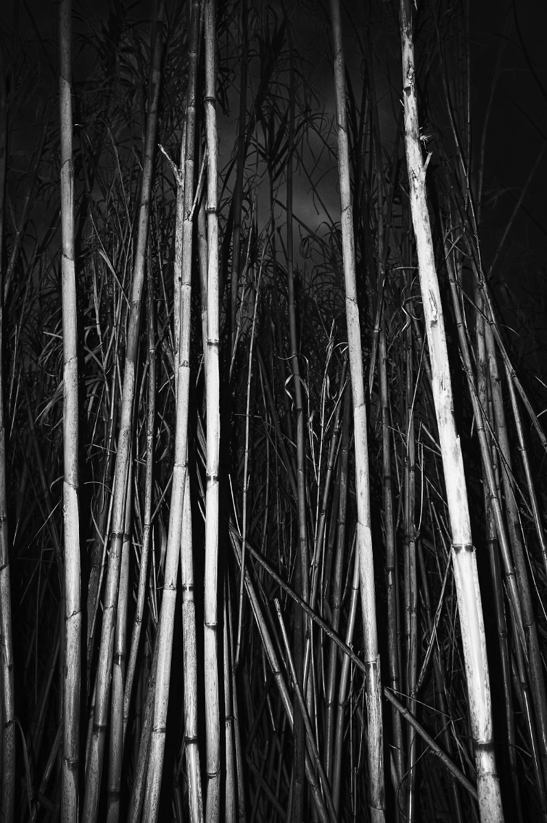 Bamboos south of France 2016 by Emmanuel Pineau