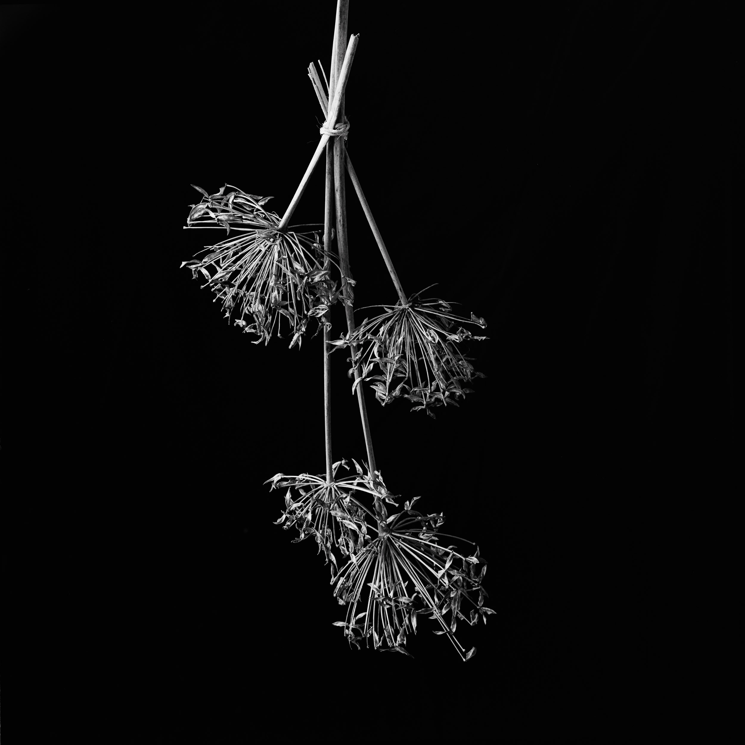 Emmanuel_Pineau_Etables-08-2009-001 A simple life by Emmanuel Pineau